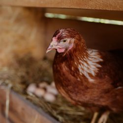 hens are sitting in the henhouse at the eco poultry farm, free-range chicken farm