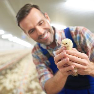 Small chicken ready to grow